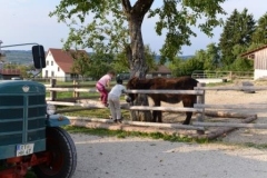 130907_south_folk_festival2013194